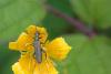 Oedemera virescens